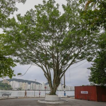 guaruja-e-reconhecida-como-‘cidade arvore-do-mundo’-pela-primeira-vez