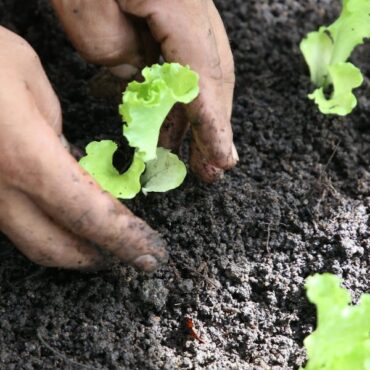 fundo-social-realiza-o-plantio-de-mais-de-tres-mil-mudas