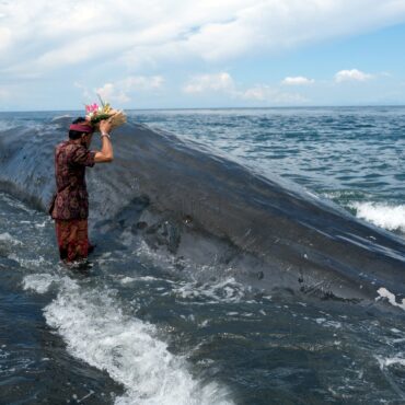 tres-baleias-morrem-encalhadas-em-praia-de-bali-sob-suspeita-de-ingestao-de-plastico