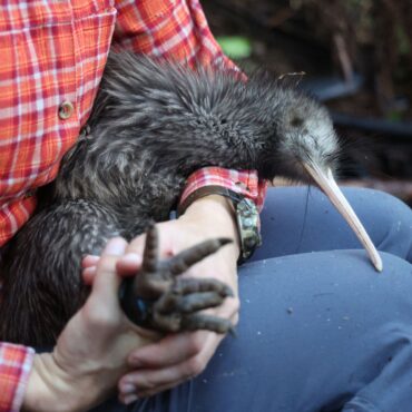 nova-zelandia-se-mobiliza-para-salvar-o-kiwi,-sua-ave-simbolo