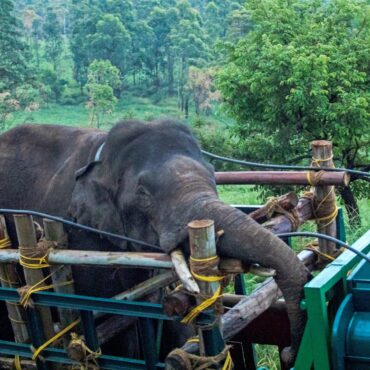 elefante-que-roubava-arroz-e-matou-seis-pessoas-e-capturado-na-india
