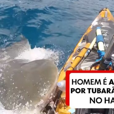 tubarao-tigre-ataca-caiaque-de-pescador-no-havai;-veja-video