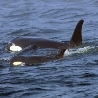 orcas-afundam-barcos-na-europa-e-podem-estar-ensinando-outras-a-fazer-o-mesmo,-diz-site