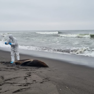 gripe-aviaria-se-espalha-no-chile-e-mata-quase-9-mil-animais-marinhos