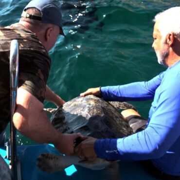 tartarugas-verdes-sao-devolvidas-ao-mar-apos-um-ano-de-tratamento-contra-tumores