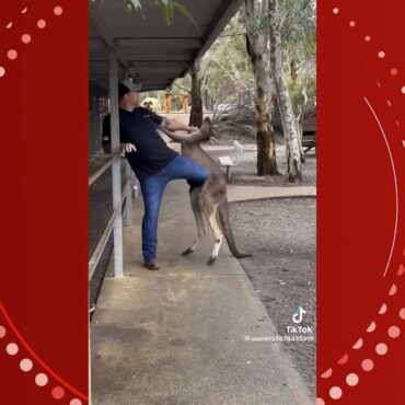 video:-canguru-avanca-em-turistas-dentro-de-parque-na-australia