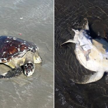 tartarugas-sao-encontradas-mortas-em-praias-do-litoral-de-sp
