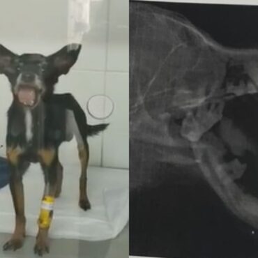 cachorro-‘costelinha’-e-resgatado-com-a-mandibula-quebrada,-ganha-placa-de-titanio-e-luta-pela-vida