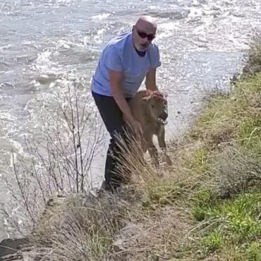 turista-e-condenado-por-tocar-em-filhote-de-bisao-nos-eua;-animal-morreu-apos-ser-rejeitado-pela-manada