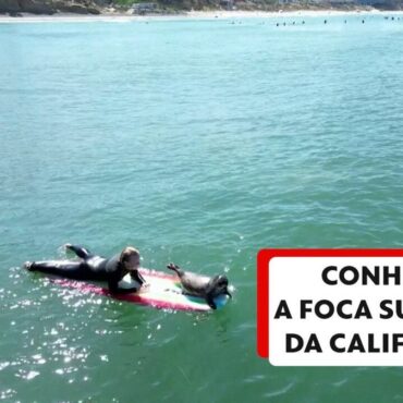 video:-conheca-a-foca-surfista-da-california