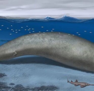 o-fossil-encontrado-no-peru-que-pode-ter-sido-do-animal-‘mais-pesado-que-ja-existiu’