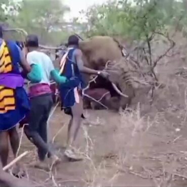 quenianos-atacam-elefante-apos-morte-de-crianca-esmagada