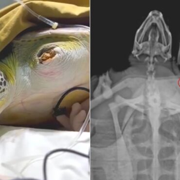 tartaruga-passa-por-cirurgia-e-ganha-fixadores-em-nadadeira-que-foi-quebrada-por-petrechos-de-pesca;-video