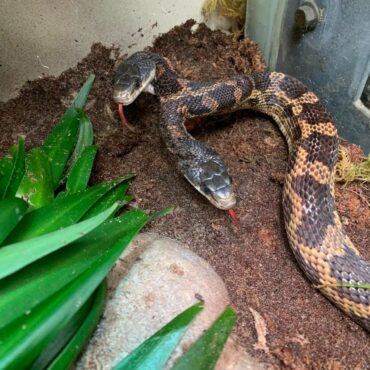 cobra-de-duas-cabecas-volta-ser-exibida-em-zoologico-no-texas,-nos-eua