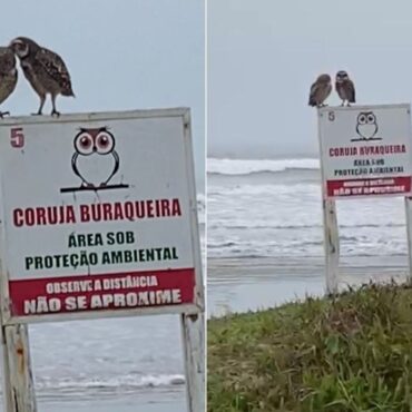 corujas-sao-flagradas-‘trocando-carinho’-em-placa-que-faz-alerta-sobre-a-especie-no-litoral-de-sp;-video