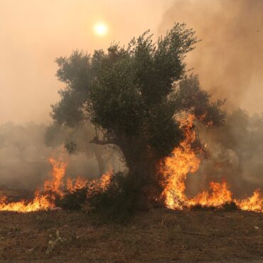18-corpos-sao-encontrados-carbonizados-em-area-de-incendio-na-grecia