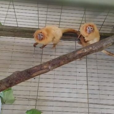 micos-leoes-dourados-resgatados-pelo-governo-brasileiro-estao-de-quarentena-e-passam-por-exames:-‘nao-estao-totalmente-dourados’,-diz-diretora-de-zoologico