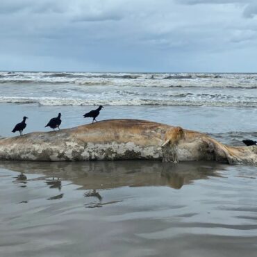 baleias-jubartes-aparecem-mortas-em-praias-no-litoral-de-sp