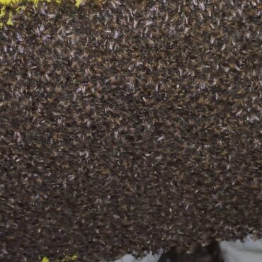 grupamento-de-defesa-ambiental-(gda)-realiza-dois-manejos-de-abelhas-e-resgate-de-sarue