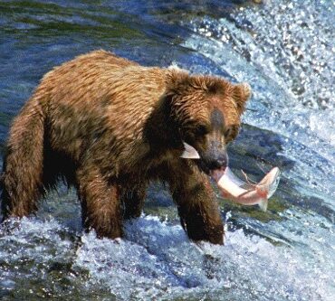 camera-ao-vivo-para-acompanhar-ursos-salva-homem-perdido-no-alasca