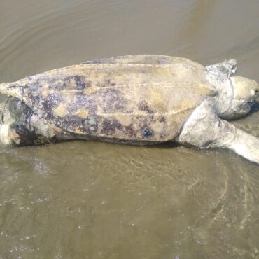 tartaruga-de-couro-com-mais-de-130-kg-aparece-morta-no-litoral-de-sp