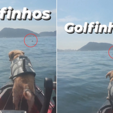 ‘cachorro-tubarao’-fica-animado-ao-avistar-golfinhos-durante-passeio-de-caiaque-no-litoral-de-sp;-video