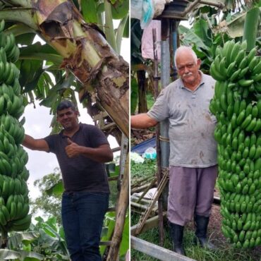 cacho-de-banana-gigante-com-mais-de-90-kg-e-colhido-no-interior-de-sp;-video