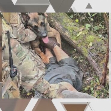 video:-veja-como-e-o-treinamento-do-cachorro-policial-que-imobilizou-o-brasileiro-danilo-cavalcante