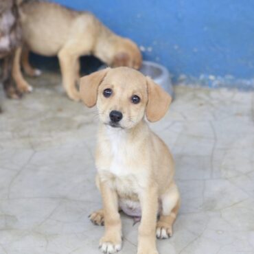 quase-600-animais-ja-foram-adotados-neste-ano-em-guaruja