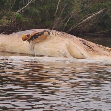 baleia-surpreende-pescadores-ao-aparecer-morta-em-rio-do-litoral-de-sp;-video