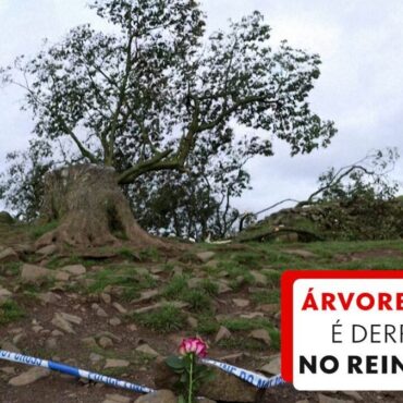 sycamore-gap,-uma-arvore-centenaria-e-famosa-no-reino-unido,-foi-derrubada-em-ato-vandalo;-jovem-de-16-foi-preso