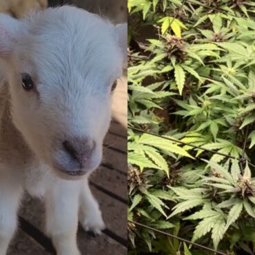 ovelhas-invadem-estufa-e-comem-plantacao-de-cannabis-na-grecia:-‘pulavam-mais-que-as-cabras’,-diz-dono-de-estufa
