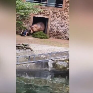 hipopotamo-ataca-tratador-em-zoologico-na-china;-veja-video