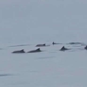 grupo-de-canoagem-e-‘cercado’-por-dezenas-de-golfinhos-no-litoral-de-sp;-video