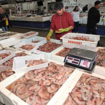 mercado-de-peixes-de-santos-realiza-festival-do-camarao-cinza-com-ate-30%-de-desconto