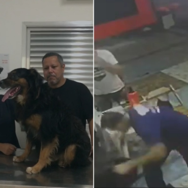 cachorro-agredido-com-pedaco-de-pau-apos-morder-crianca-sera-doado-no-litoral-de-sp;-video