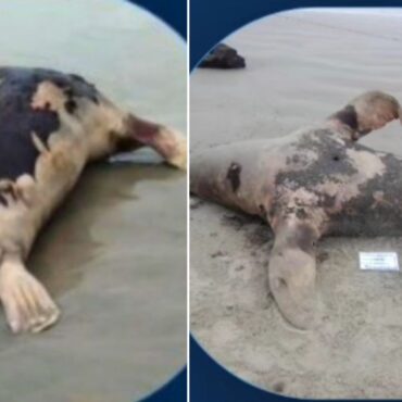 dois-leoes-marinhos-sao-encontrados-em-avancado-estado-de-decomposicao-no-litoral-de-sp