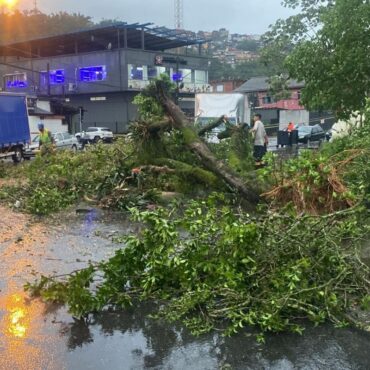 ventania-derruba-mais-de-60-arvores-e-equipes-ainda-atuam-para-consertar-estragos-no-litoral-de-sp