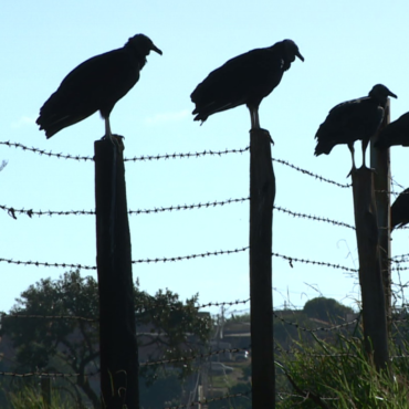 aves-de-rapina-ajudam-israel-a-encontrar-vitimas-de-ataque-do-hamas