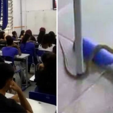 alunos-evacuam-sala-de-aula-apos-invasao-de-cobras;-video