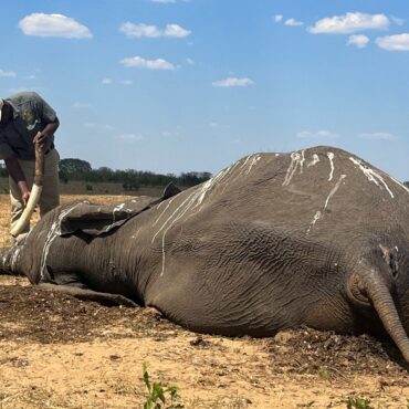 dezenas-de-elefantes-morrem-de-sede-no-zimbabue-devido-a-seca
