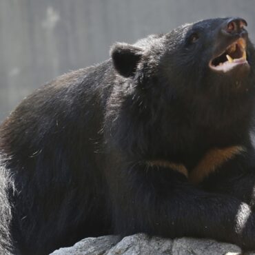 japao-tem-recorde-de-ataque-de-ursos-a-pessoas-em-2023