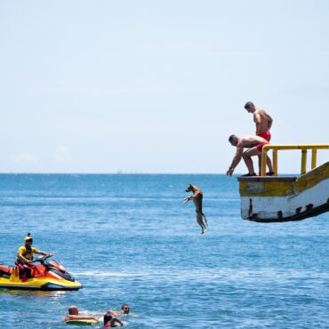 cachorro-caramelo-vira-‘guarda-vidas’-e-participa-de-treinamento-em-praia-do-litoral-de-sp;-fotos