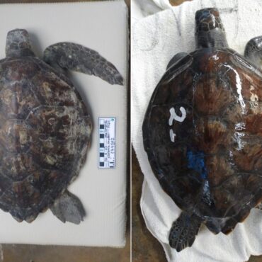 tartaruga-e-solta-no-mar-apos-ser-resgatada-com-nadadeira-amputada-e-expelindo-plastico-no-litoral-de-sp;-video