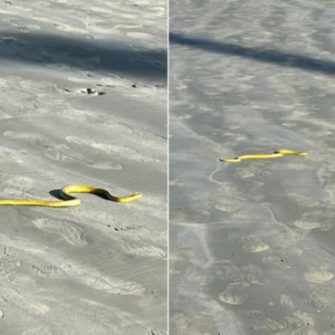 papa-pinto-ou-cobra-d’agua:-especialistas-analisam-especie-encontrada-em-praia-no-litoral-de-sp