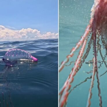 imagens-subaquaticas-de-caravela-portuguesa-mostram-detalhes-de-tentaculos-gigantes-e-surpreendem;-video