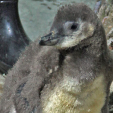 filhote-de-pinguim-e-a-nova-atracao-do-aquario-de-santos,-sp