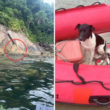cachorro-e-resgatado-em-ilha-do-litoral-de-sp;-video