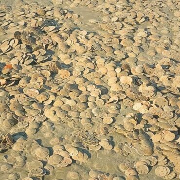 turista-flagra-centenas-de-bolachas-do-mar-durante-caminhada-em-praia-do-litoral-de-sp:-‘cheiro-forte’