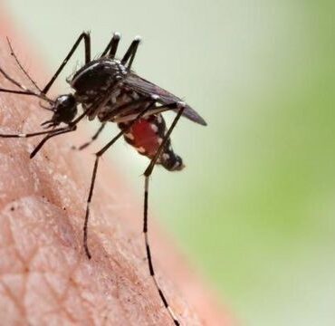 cidades-da-baixada-santista-registram-31-casos-de-chikungunya